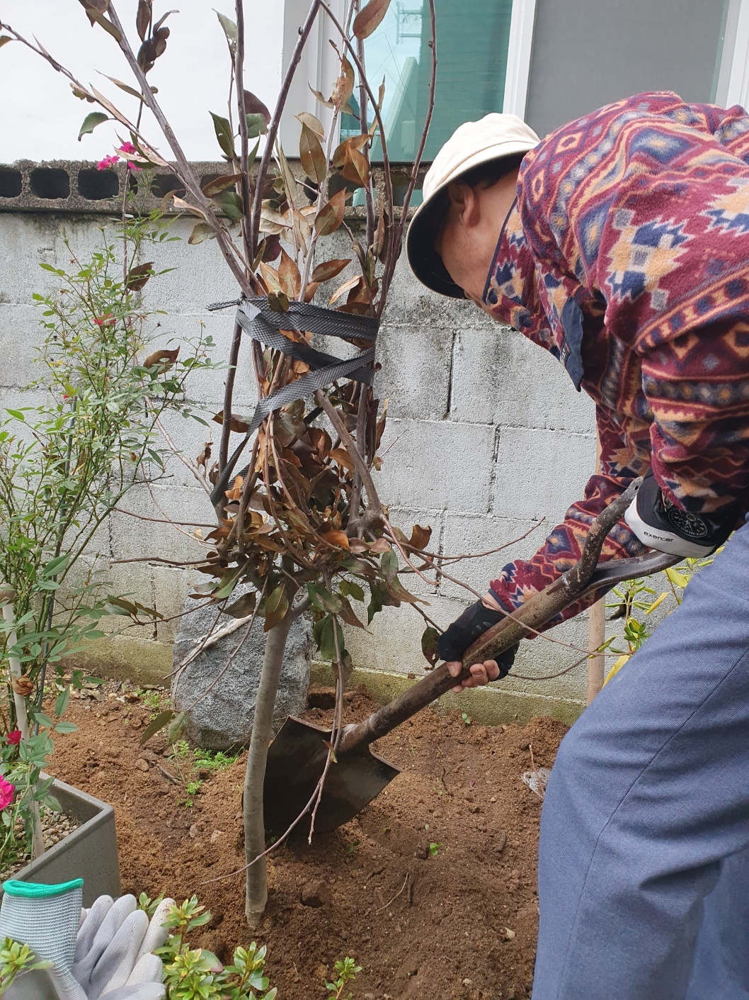 [선주원남동] 각산마을 꽃꽃찾아라 - 꽃나무 식재 현장 스케치 첨부 이미지